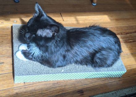 Black cat napping in the sun on a cardboard scratcher